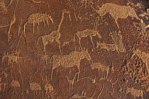 Bushman rock engravings of animals, Twyfelfontein, Damaraland, Namibia,