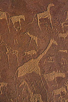 Bushman rock engravings of animals, Twyfelfontein, Damaraland, Namibia,