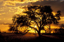 Sunset behind Camelthorn tree (Vachellia erioloba), Kgalagadi Transfrontier Park, Kalahari desert, South Africa