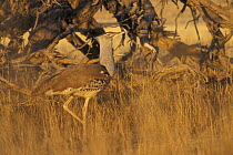 Kori Bustard (Ardeotis / Choriotis kori), Kgalagadi Transfrontier Park, Kalahari desert, South Africa