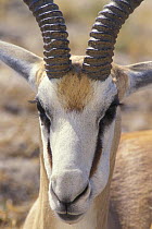 Male Springbok (Antidorcas marsupialis) head portrait, Etosha, Namibia