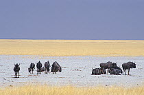 Blue wildebeests (Connochaetes taurinus) herd on Etosha pan, Etosha NP, Namibia