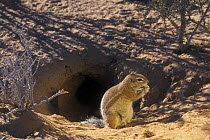 Cape ground squirrel (Xerus inauris) feeding at burrow entrance, Kgalagadi Transfrontier Park, Kalahari desert, South Africa