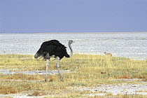 Ostrich (Struthio camelus) on Etosha pan, Etosha NP, Namibia