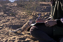 Inquisitve Cape ground squirrel (Xerus inauris) investigating person writing, Kgalagadi Transfrontier Park, Kalahari desert, South Africa