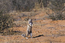 Cape ground squirrel (Xerus inauris) standing on hind legs, Kgalagadi Transfrontier Park, Kalahari desert, South Africa