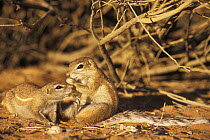 Two Cape ground squirrels (Xerus inauris) playing, Kgalagadi Transfrontier Park, Kalahari desert, South Africa