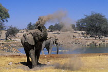 African Elephant (Loxodonta africana) dust bathing at waterhole with zebras and gazelles in the background, Etosha NP, Namibia