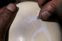 Traditional bushman engraving work on ostrich egg, Bushmanland, Namibia