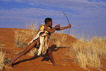 Bushman San on sand dune with traditional bow, Kalahari desert, Botswana
