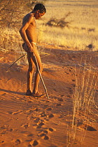 Bushman San reading animals footprints on sand dune, Kalahari desert, Botswana