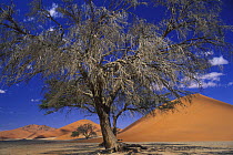 Camelthorn tree (Vachellia erioloba), Tsauchab valley, Namib Naukluft NP, Namib desert, Namibia
