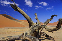 Dead camelthorn tree (Vachellia erioloba)  in the Tsauchab valley, Namib Naukluft NP, Namib desert, Namibia