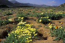 Carpet of Devil thorn flowers (Tribulus terrestris) and other flowers during the rainy season, Namaqualand, South Africa