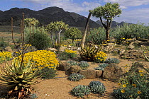 A variety if trees and plants in the Goegap Nature Reserve, Namaqualand, South Africa