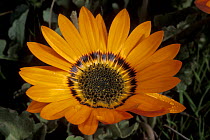African Daisy (Arctotis, Asteraceae), close-up of flower head during raining season in Namaqualand, South Africa