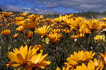Carpet of African Daisies (Arctotis sp.) during the rainy season in Namaqualand, South Africa