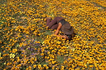 Photographer on a carpet of African Daisies (Arctotis sp.) and other flowers during the rainy season, Namaqualand, South Africa