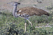 Kori Bustard (Ardeotis kori), during rainy season, Etosha NP, Namibia