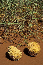 Nara melons (Acanthosicyos horrida) growing on sand dune, Namib Naukluft NP, Namib desert, Namibia
