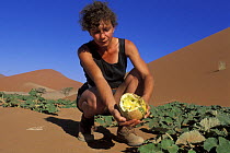Woman on a sand dune holding a Tsamma melon (Citrullus lanatus) that has been partially eaten by an animal, Namib Naukluft NP, Namib desert, Namibia