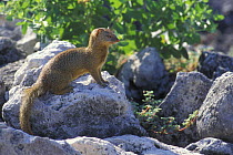 Banded mongoose (Mungos mungo) on rock, Etosha NP, Namibia