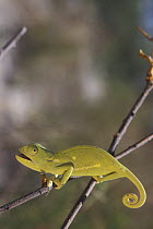 Young Flap Necked Chameleon (Chamaeleo dilepis) on branch, Etosha NP, Namibia