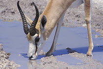 Springbok (Antidorcas marsupialis) drinking from a pool of water during the rainy season, Etosha NP, Namibia