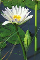 Water lily flowering in a swamp after the rainy season, Bushmanland, Namibia