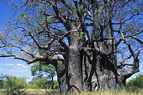 Baobab tree (Adansonia digitata) in Bushmanland, Namibia