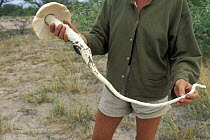 Woman holding a mushroom which has a long root especially adapted to dry places, Bushmanland, Namibia