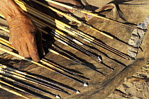 Poison arrows of Bushman hunter, Bushmanland, Namibia
