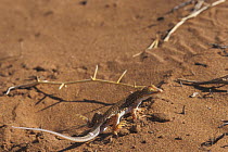Shovel nosed lizard (Aporosaura anchieta) in the dunes, Namib Naukluft NP, Namib desert, Namibia