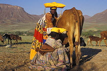 Two Herero with  milking cow, while calf also suckles, Kaokoland, Namib desert, Namibia
