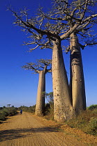 Boabab trees (Adansonia grandidieri) next to sand track with a person walking along it, Allée des Baobabs road, Madagascar