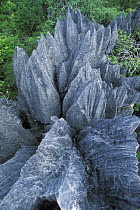 Eroded limestone pinnacles in 'Tsingy' landscape, Ankarana special reserve, Madagascar.