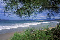 Beach surrounded by Casuarina trees, South East Madagascar