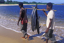 Two fishermen bringing catch along the beach, Sainte Luce fishing village, South East Madagascar