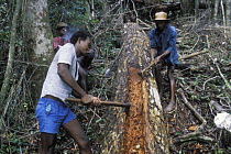 Villagers making pirogue out of a big tree, East Madagascar