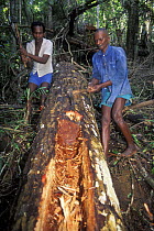 Villagers making pirogue out of a big tree, East Madagascar