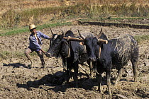 Villager using Zebus (Bos indicus) to plough paddy field, Highlands, Madagascar