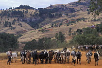 Zebu (Bos indicus) herd in the Highlands, Madagascar