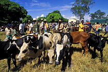Zebu cattle market in the south of Madagascar