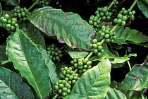 Coffee beans (Coffea sp.) ripening on bush, East Madagascar