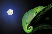 Short-nosed / Perinet Chameleon (Calumma gastrotaenia) on leaf at night with full moon, tropical rainforest, Andasibe Mantadia NP, Madagascar