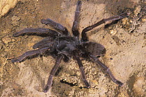 Mygale tarantula spider in cave, Ankarana Special Reserve, Madagascar