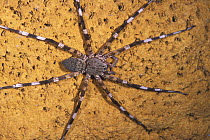 Spider in cave, Ankarana Special Reserve, Madagascar