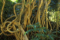 Lianas in dry forest, Ankarana Special Reserve, Madagascar