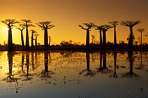 Baobab trees (Adansonia grandidieri) on the edge of a lake, silhouetted at sunset, Madagascar
