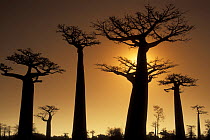 Baobab trees (Adansonia grandidieri) silhouetted at sunset, Madagascar